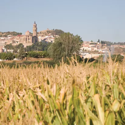 campo