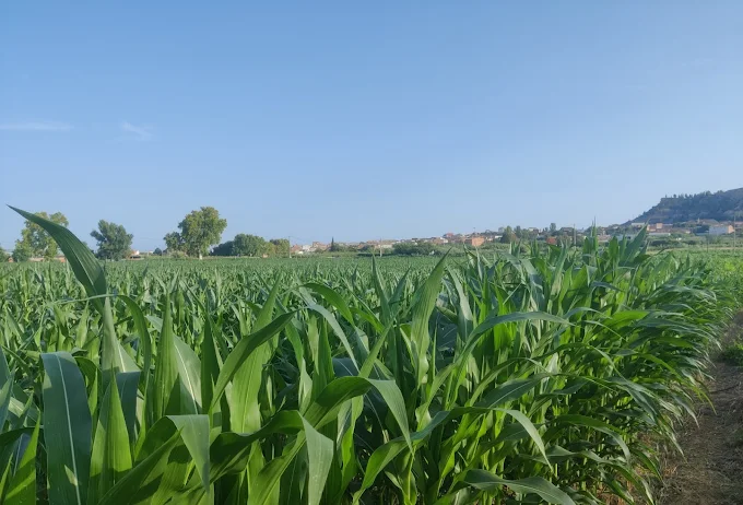 campo