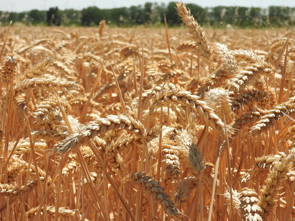 campo