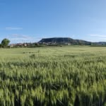 campo