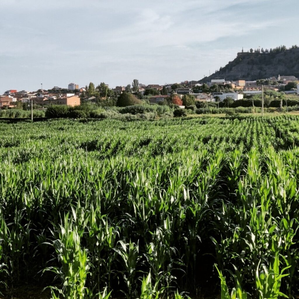 campo