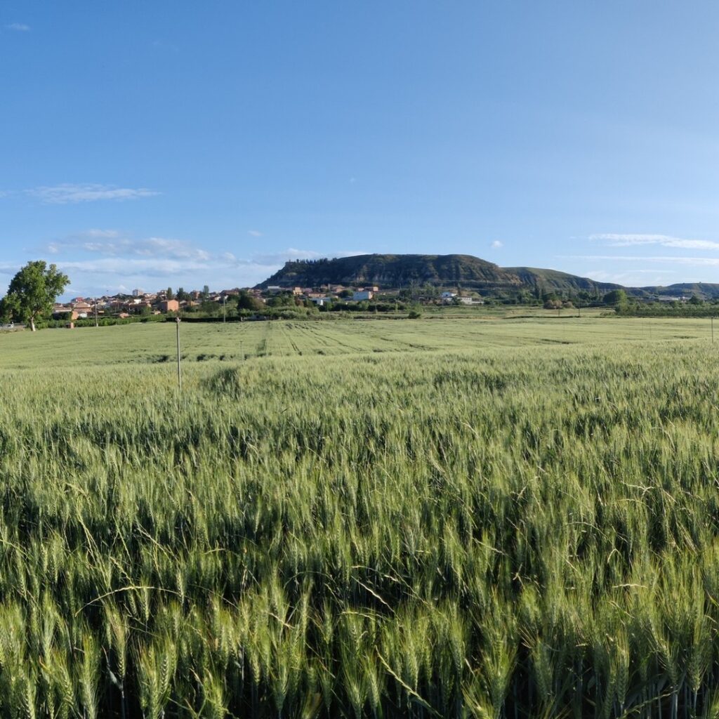 campo