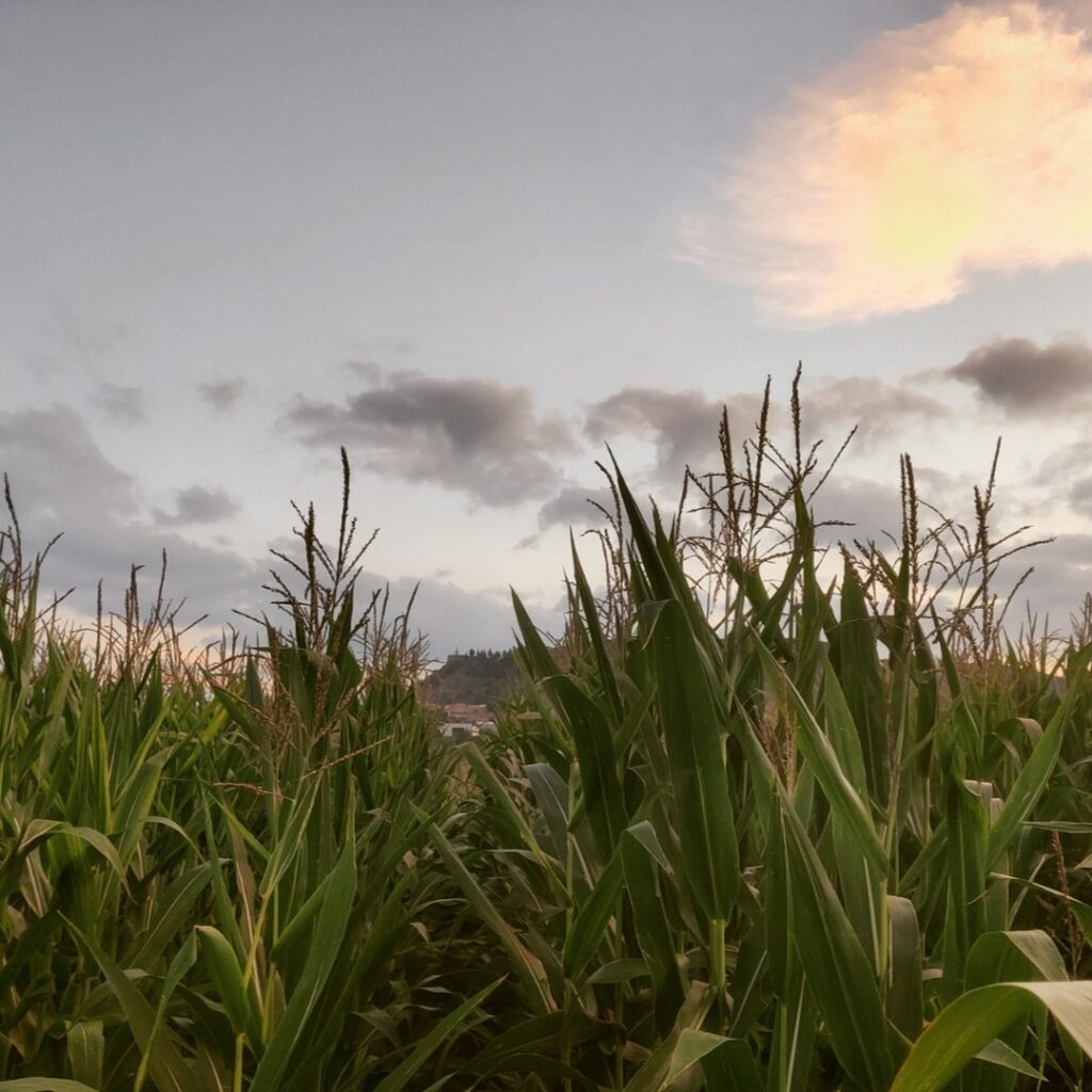 campo
