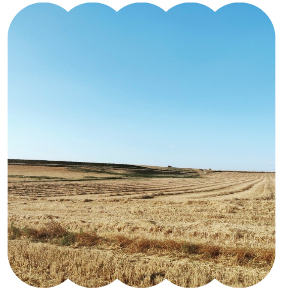 campo
