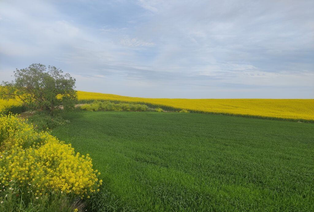campo